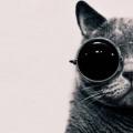 Avatar de pulp