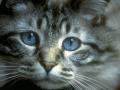 Avatar de carloslewis
