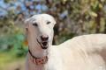 Avatar de galgo3232