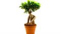 Avatar ficus