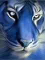 Avatar aserot