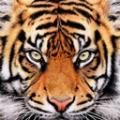 Avatar Eltigre18