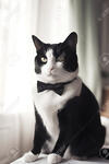 Avatar Mr_Gentleman