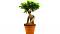 Avatar ficus