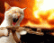 Avatar de Comandante_Dieguez