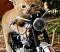 Avatar de motogater