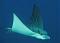 Avatar de Mantarraya