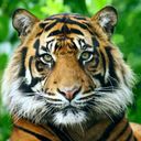 Avatar de Iltigresiberiano