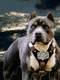 Avatar Piero1234