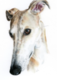 Avatar de Galgo3333