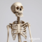 Avatar JeropaSkull
